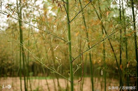 竹子開花|竹樹開花